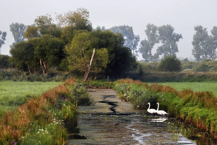 Gerahmter Druck : Weideland im Dromling Gerahmter Druck : Weideland im Dromling