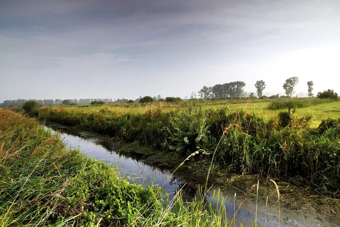 Gerahmter Druck : Weideland im Dromling Gerahmter Druck : Weideland im Dromling