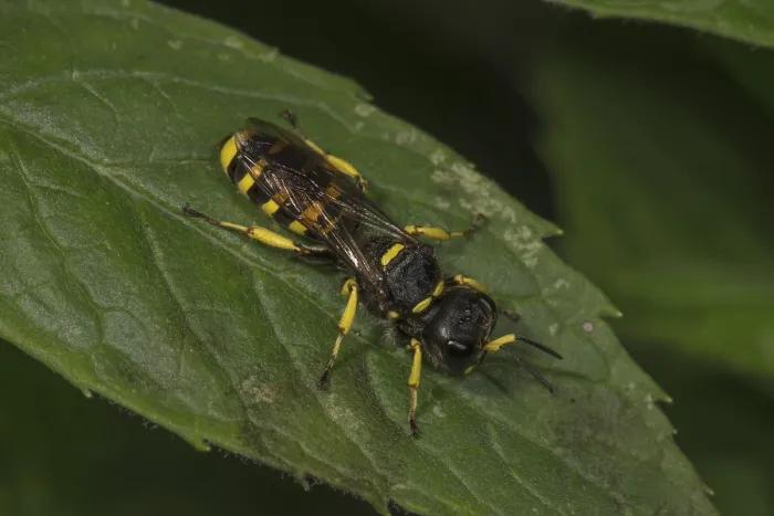 Gerahmter Druck : Grabwespe (Ectemnius lapidorius) auf einer Blatt. Gerahmter Druck : Grabwespe (Ectemnius lapidorius) auf einer Blatt.