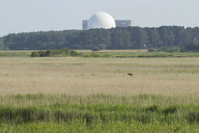 Gerahmter Druck : Großer oder Eurascher Rohrweihe (Botaurus stellaris) Gerahmter Druck : Großer oder Eurascher Rohrweihe (Botaurus stellaris)