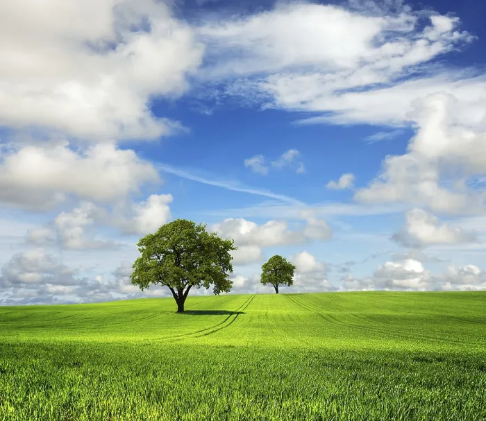 Gerahmter Druck : Große Natur Gerahmter Druck : Große Natur