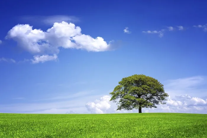 Gerahmter Druck : Große Natur Gerahmter Druck : Große Natur