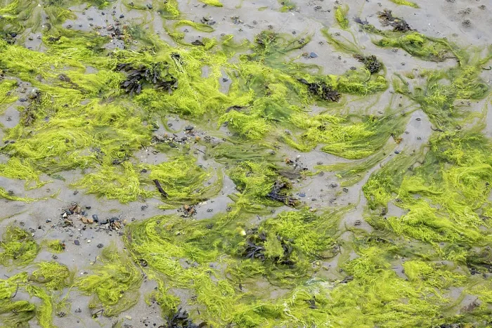 Gerahmter Druck : Grüner Algen Teppich, Füllformat Gerahmter Druck : Grüner Algen Teppich, Füllformat