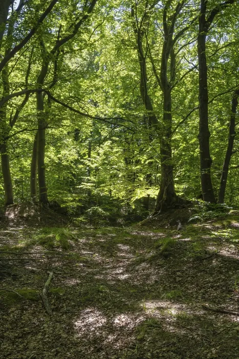 Gerahmter Druck : Grüner Buchenwald, Erzgebirge