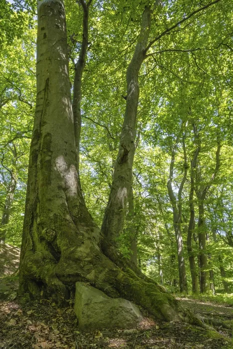 Gerahmter Druck : Grüner Buchenwald, Erzgebirge Gerahmter Druck : Grüner Buchenwald, Erzgebirge