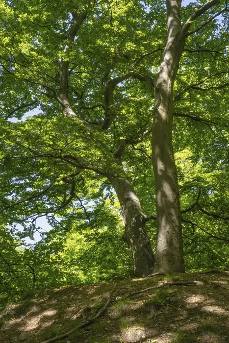 Gerahmter Druck : Grüner Buchenwald, Erzgebirge Gerahmter Druck : Grüner Buchenwald, Erzgebirge