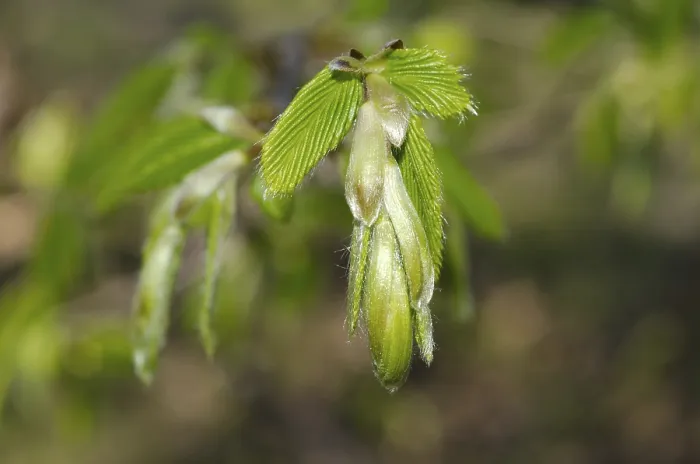 Gerahmter Druck : Grüner Blatt in Frühling mit Sonnenlicht. Gerahmter Druck : Grüner Blatt in Frühling mit Sonnenlicht.