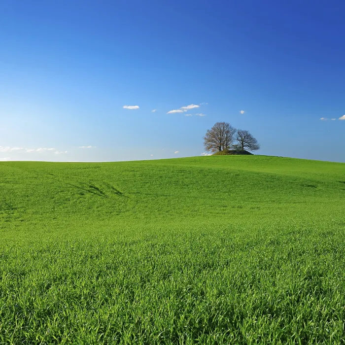 Gerahmter Druck : Ein grüner Maisfeld in der Frühling, ein blauer Himmel mit weißen Wolken. Gerahmter Druck : Ein grüner Maisfeld in der Frühling, ein blauer Himmel mit weißen Wolken.