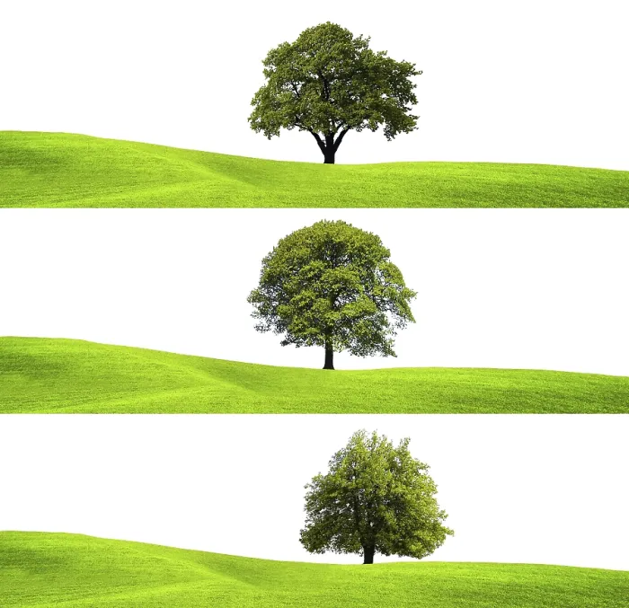 Gerahmter Druck : Grüner Umwelt und Baum