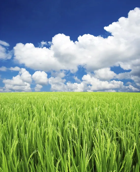 Gerahmter Druck : Grüner Feld und Himmel.