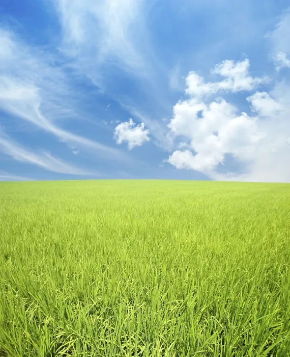 Gerahmter Druck : Grünes Feld und Himmel.