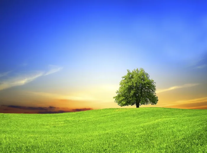 Gerahmter Druck : Grüner Feld bei Sonnenuntergang.