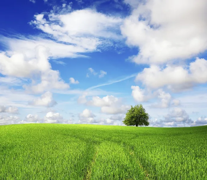 Gerahmter Druck : Grüner Feld und Baum.