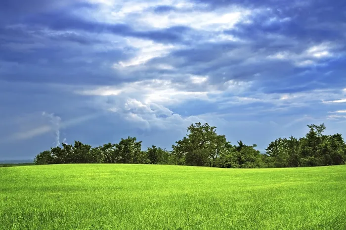 Gerahmter Druck : Grüner Feld und Bäume. Gerahmter Druck : Grüner Feld und Bäume.