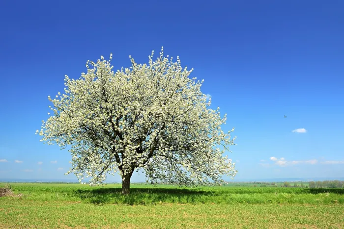 Gerahmter Druck : Grüne Felder im Frühling, blühender Kirschbaum. Gerahmter Druck : Grüne Felder im Frühling, blühender Kirschbaum.