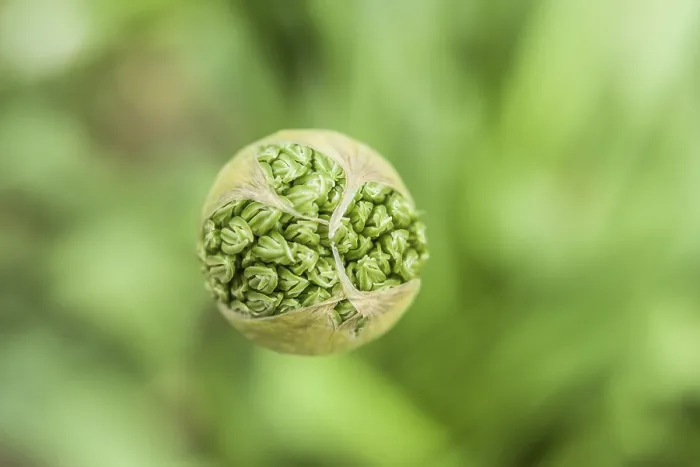 Gerahmter Druck : Grüner Blumenstrauß kurz vor der Blüte. Gerahmter Druck : Grüner Blumenstrauß kurz vor der Blüte.