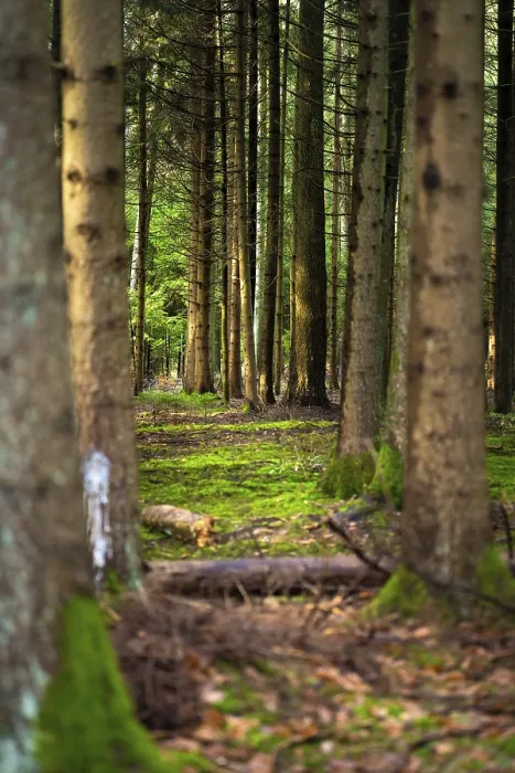 Gerahmter Druck : Grüner Waldboden im Wald. Gerahmter Druck : Grüner Waldboden im Wald.
