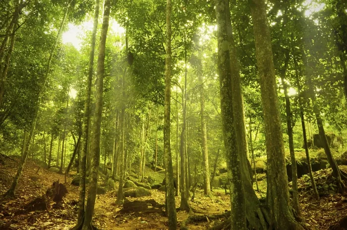 Gerahmter Druck : Grüner Wald mit Strahl des Lichts. Gerahmter Druck : Grüner Wald mit Strahl des Lichts.