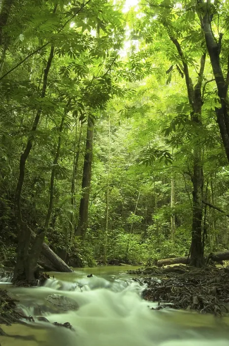 Gerahmter Druck : Grüner Wald und Fluss Gerahmter Druck : Grüner Wald und Fluss