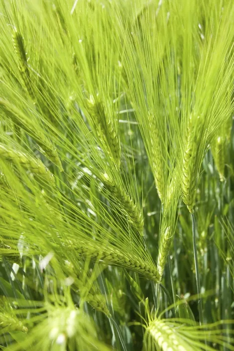 Gerahmter Druck : Grüner Getreidefeld Gerahmter Druck : Grüner Getreidefeld