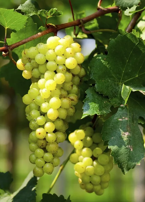 Gerahmter Druck : Grüner Weintraube im Sonnenlicht. Gerahmter Druck : Grüner Weintraube im Sonnenlicht.