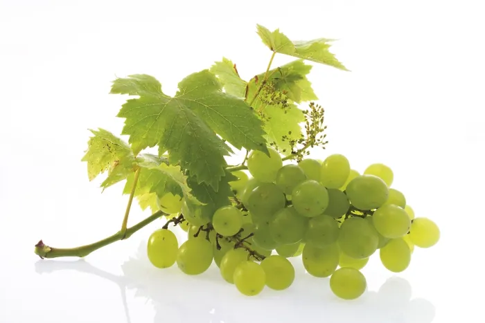 Gerahmter Druck : Grüne Weintrauben (Vitis) Gerahmter Druck : Grüne Weintrauben (Vitis)