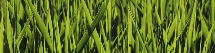 Gerahmter Druck : Grüner Rasen, Naturhintergrund. Gerahmter Druck : Grüner Rasen, Naturhintergrund.