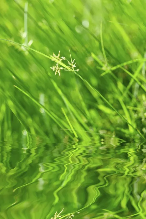 Gerahmter Druck : Grünes Gras mit Reflexion. Gerahmter Druck : Grünes Gras mit Reflexion.