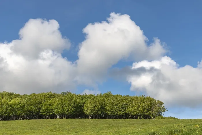 Gerahmter Druck : Grüner Hügel mit Laubwald im Hintergrund. Gerahmter Druck : Grüner Hügel mit Laubwald im Hintergrund.