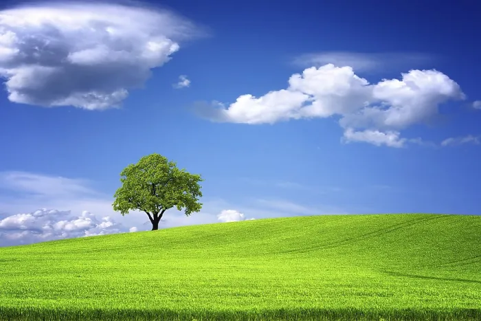 Gerahmter Druck : Grüner Landschaft.