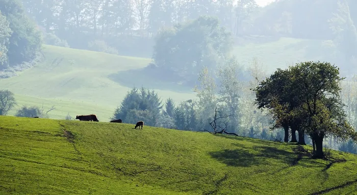 Gerahmter Druck : Das grüne Landschaft. Gerahmter Druck : Das grüne Landschaft.