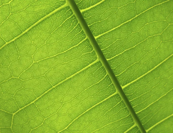 Gerahmter Druck : Grüner Blätterdetail Gerahmter Druck : Grüner Blätterdetail