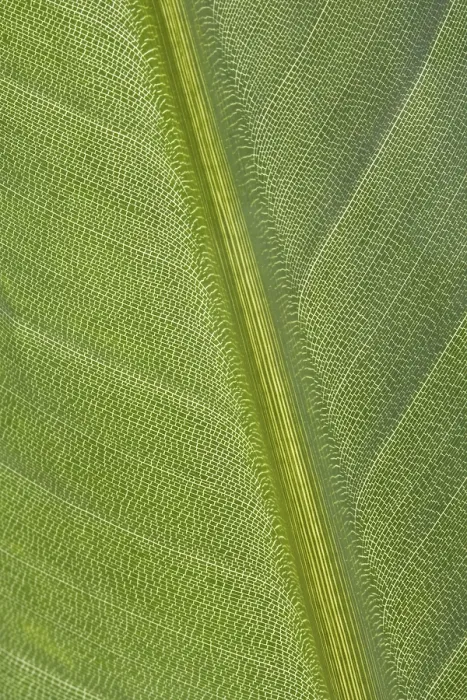 Gerahmter Druck : Grüner Blatt. Gerahmter Druck : Grüner Blatt.