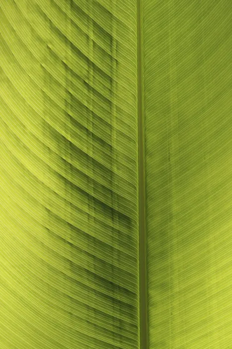 Gerahmter Druck : Grüner Blatt, Detail. Gerahmter Druck : Grüner Blatt, Detail.