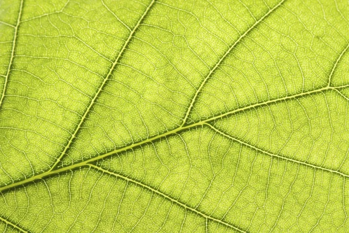 Gerahmter Druck : Grüner Blattanschnitt. Gerahmter Druck : Grüner Blattanschnitt.