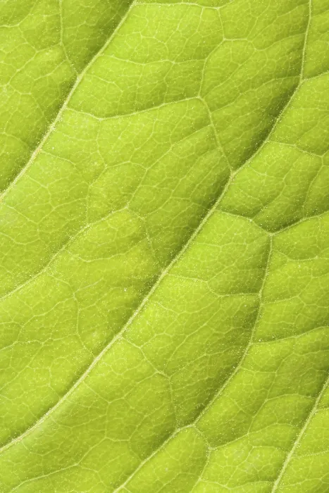 Gerahmter Druck : Grüner Blattschuss aufnahm. Gerahmter Druck : Grüner Blattschuss aufnahm.