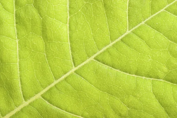 Gerahmter Druck : Grüner Blattanschnitt. Gerahmter Druck : Grüner Blattanschnitt.