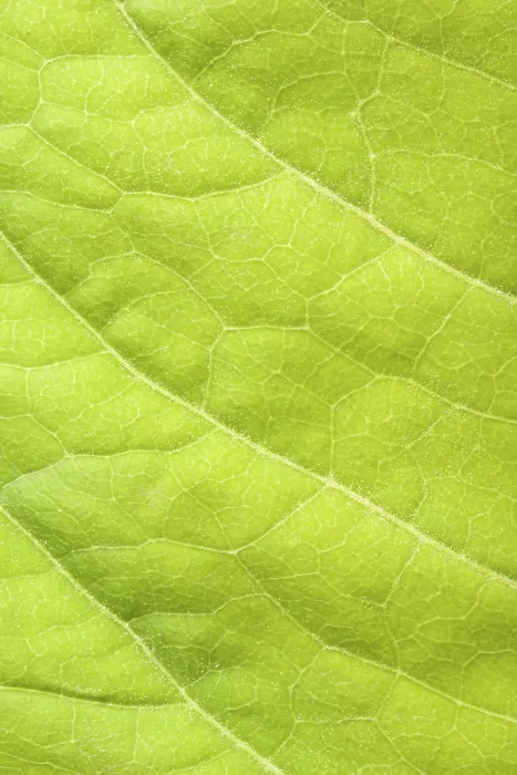 Gerahmter Druck : Grüner Blattanschnitt. Gerahmter Druck : Grüner Blattanschnitt.