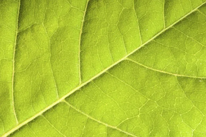 Gerahmter Druck : Grüner Blattaufschlag Gerahmter Druck : Grüner Blattaufschlag
