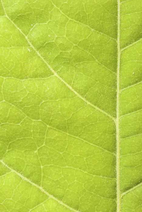 Gerahmter Druck : Grüner Blattaufnahme. Gerahmter Druck : Grüner Blattaufnahme.