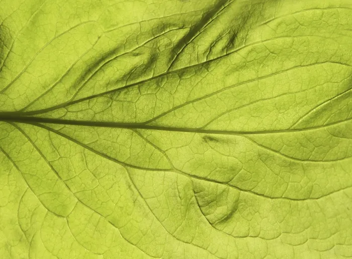 Gerahmter Druck : Grüner Blattnahe Textur. Abstrakte Frühlingshintergrund. Gerahmter Druck : Grüner Blattnahe Textur. Abstrakte Frühlingshintergrund.