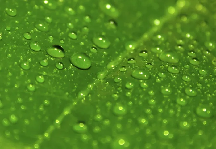 Gerahmter Druck : Grüner Blatt mit Tropfen Wasser. Gerahmter Druck : Grüner Blatt mit Tropfen Wasser.