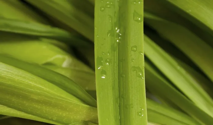 Gerahmter Druck : Grüner Blatt mit Tropfen Wasser. Gerahmter Druck : Grüner Blatt mit Tropfen Wasser.