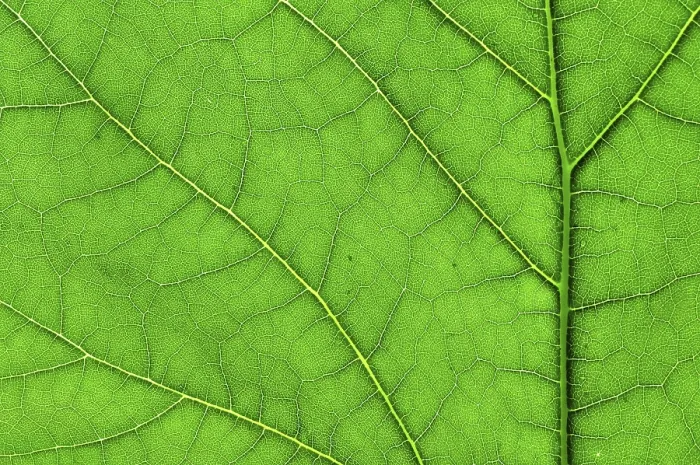 Gerahmter Druck : Grüner Blattmakro Gerahmter Druck : Grüner Blattmakro