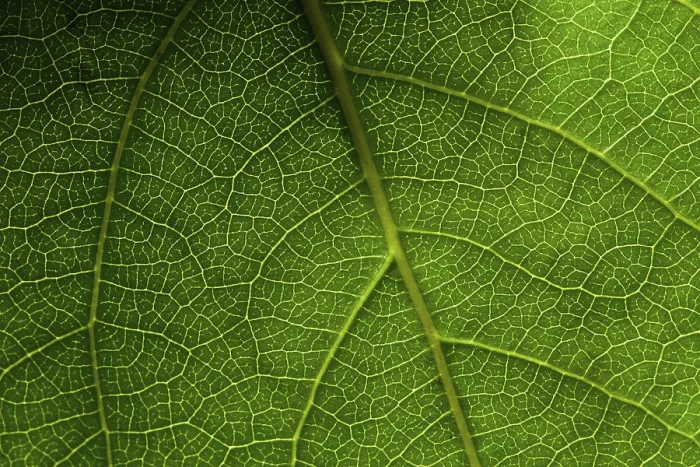 Gerahmter Druck : Grüner Blätter Makro Gerahmter Druck : Grüner Blätter Makro