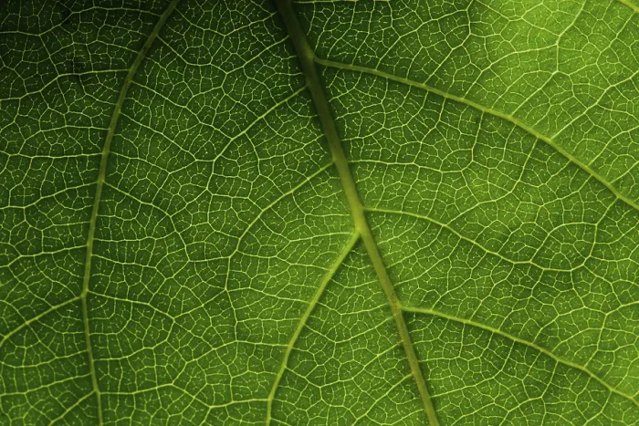 Gerahmter Druck : Grüner Blätter Makro Gerahmter Druck : Grüner Blätter Makro