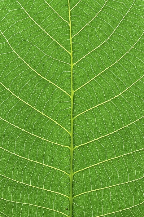 Gerahmter Druck : Grünes Blatt-Makro Gerahmter Druck : Grünes Blatt-Makro