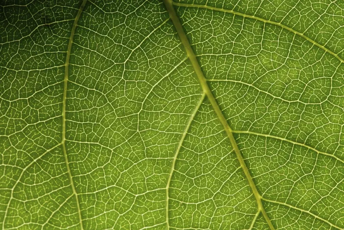 Gerahmter Druck : Grüner Blätter Makro Gerahmter Druck : Grüner Blätter Makro