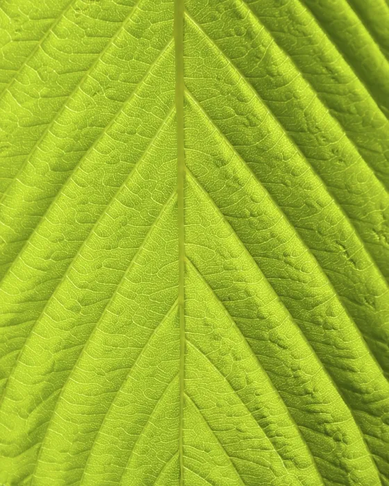 Gerahmter Druck : Grüner Blätter-Makro-Schuss. Gerahmter Druck : Grüner Blätter-Makro-Schuss.