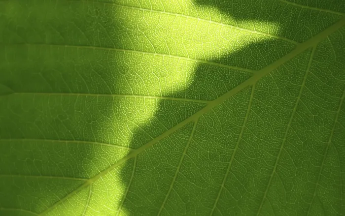 Gerahmter Druck : Grüner Blätter Makro-Schuss Gerahmter Druck : Grüner Blätter Makro-Schuss